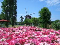 新旭風車村