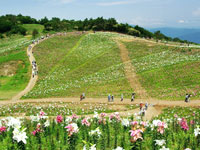 函館山