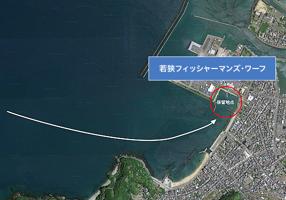 わかさおばま海の駅 係留図